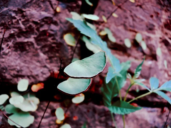 Maidenhair (Adiantum peed) ) — стоковое фото