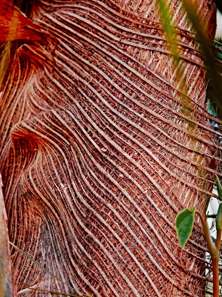 Close up of green coconut palm tree, India — Stock Photo, Image