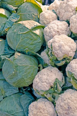 Lahana, Brassica oleracea var. capitata ve karnabahar, Brassi