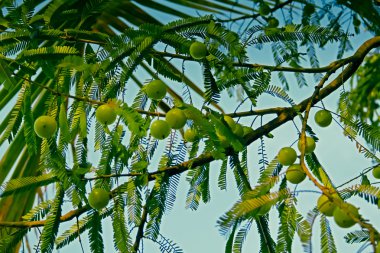Amla, Emblica officinalis, Hint bektaşi