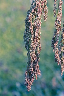 Alan Proso darı, Maharashtra, Hindistan