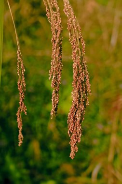 Alan Proso darı, Maharashtra, Hindistan