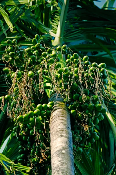 Areca catechu — Stockfoto