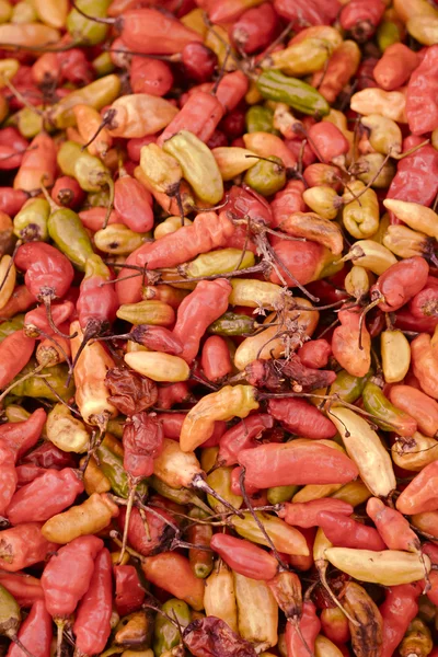 Chilli paprika, paprika Capsicum annuum — Stock fotografie