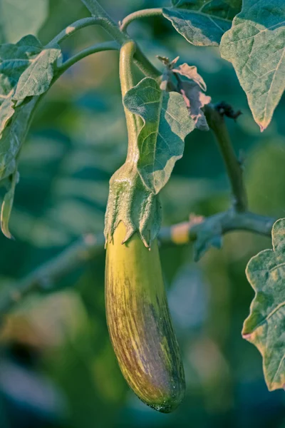 Brinjal, Eggplant — Stock Photo, Image