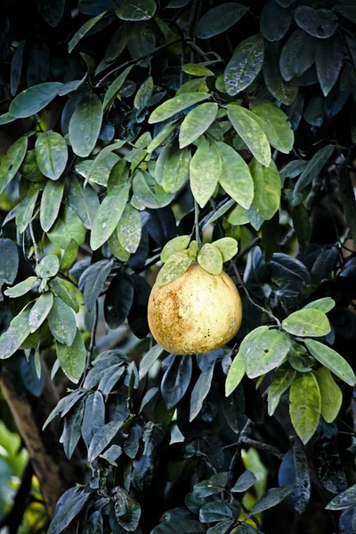 Citrus Maxima, цитрусові Грандіс, китайської грейпфрутовий — стокове фото