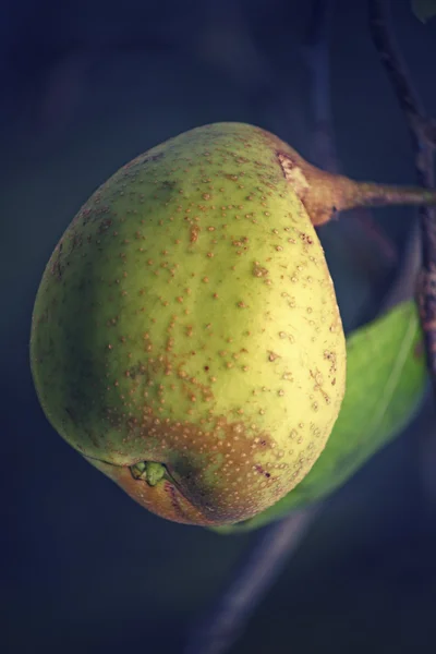 Pear Psylla, pyrus communis on tree — Stock Photo, Image