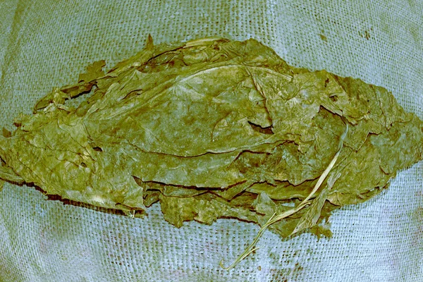 Folhas de tabaco, Nicotiana sp. — Fotografia de Stock