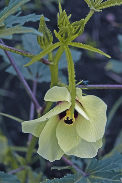 Abelmoschus esculentus, Ladies fingers — Stock Photo, Image