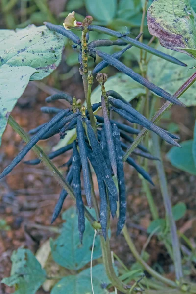 Dosettes de Vigna radiata — Photo