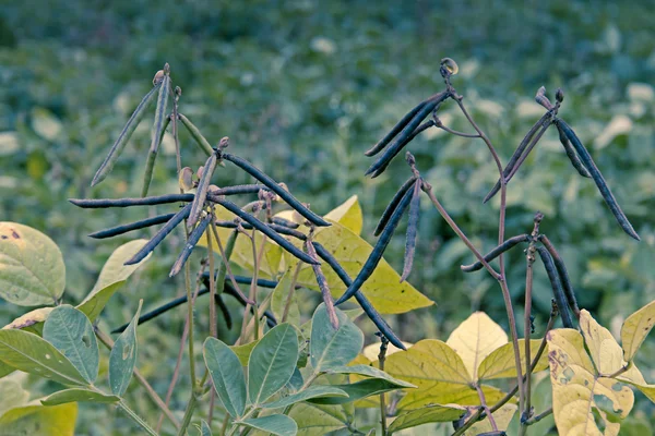 Капсулы Vigna radiata — стоковое фото