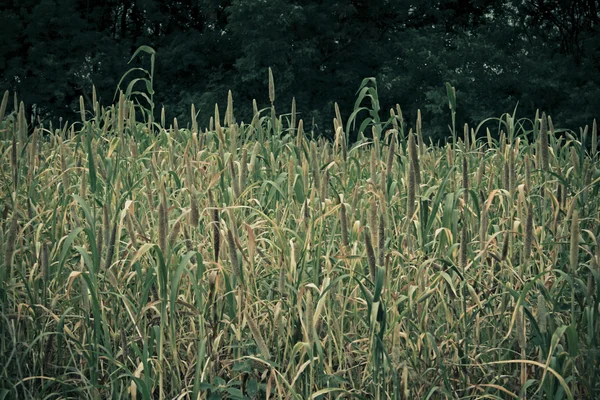 Перловое просо, Pennisetum Feccum, Bajari, Индия — стоковое фото