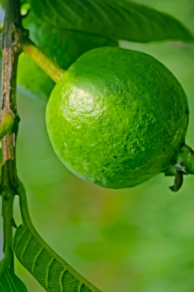 Psidium guajava, Guava su albero, India — Foto Stock