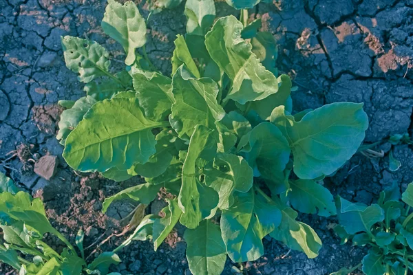 Espinacas, Espinacia oleracea — Foto de Stock