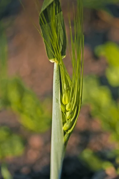 Wheat, Triticum spp., cereal grain — Stock Photo, Image