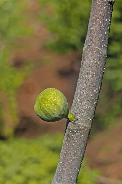 Higo Fruta, Ficus carica en el árbol, India — Foto de Stock