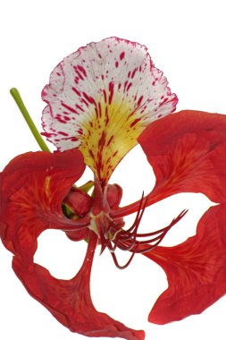 Delonix regia çiçek