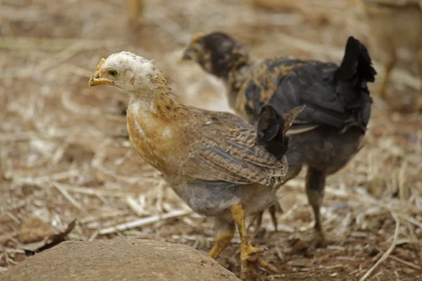 Huhn — Stockfoto