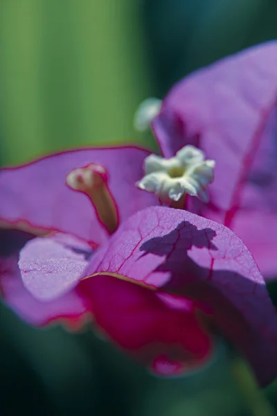 Bougainvillea, Bougainvillea Menor —  Fotos de Stock