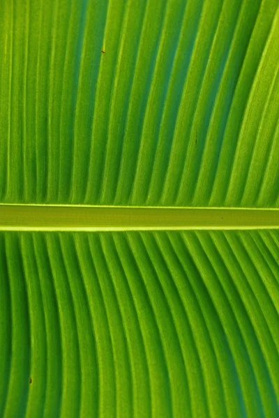 Banana leaf, close up with central vein — Stock Photo, Image