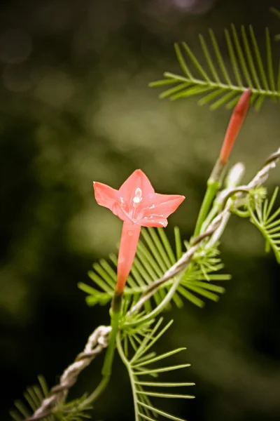 Cypress Vine, Star gloria, Hummingbird Vine, Ipomoea quamoclit, ho — Foto Stock