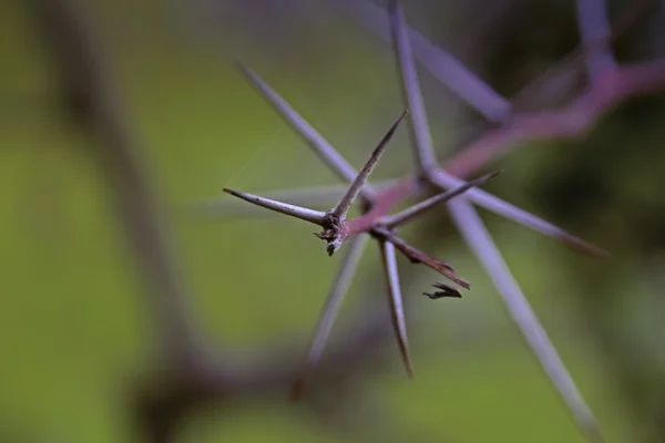 Goma árabe, Babool, Acacia nilotica subsp. indica, India — Foto de Stock