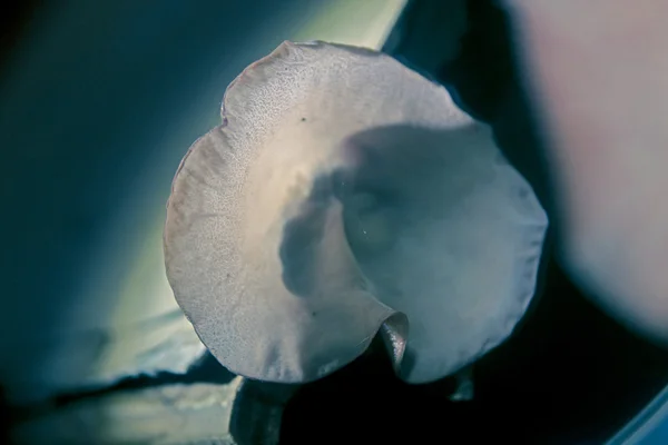 Auricularia auricula-judae, Yahudi'nın kulak, jöle kulak Fu bilinen — Stok fotoğraf