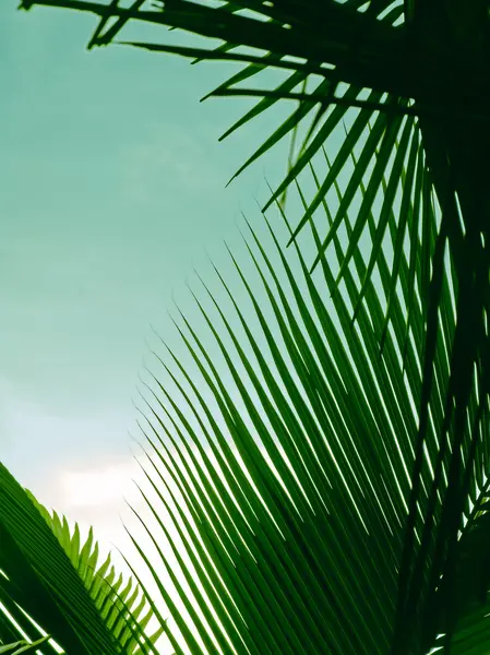 Close-up of palm fronds, Cocos nucifera — Stock Photo, Image