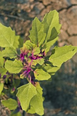 Dissphania ambrosioides