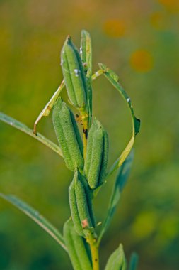 Susam tohumu Pod ve bitki, Hindistan