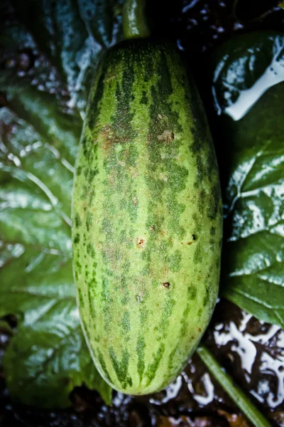 Frutta che ricorda il melone muschiato — Foto Stock