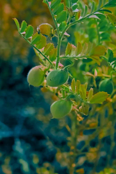 ひよこ豆、されたヒヨコマメ培養 — ストック写真