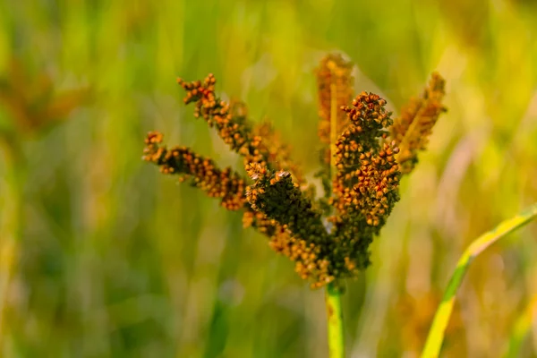 Ragi, Nachni, parmak darı, Eleusine Coracana bitkileri alanında , — Stok fotoğraf