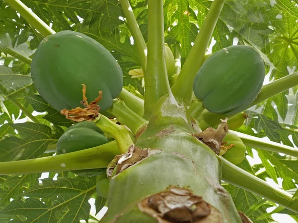 Green papaya Carica papaya fruits growing in tree