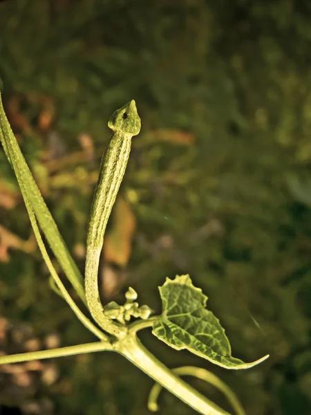 Gisuri, Dodka, Loofa Acutangula, Cucumis acutangulus L.. — Foto de Stock