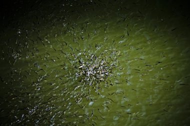 Rasbora borapetensis balıklar