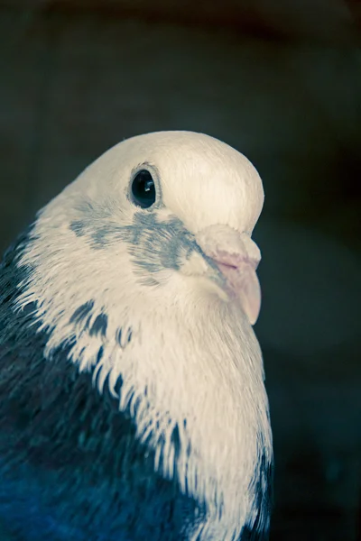Pigeon brun blanc — Photo