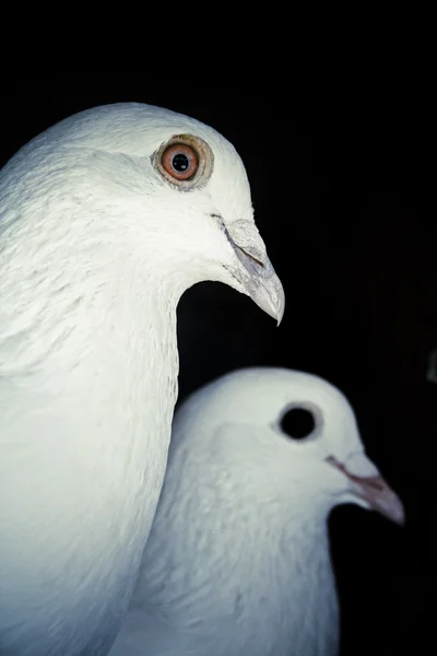 Pombo branco — Fotografia de Stock