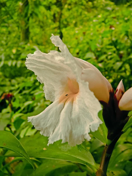 Kwiaty z Costus Speciosus — Zdjęcie stockowe