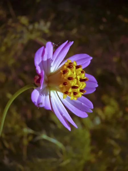 Goździk kolorowy kosmos kwiat, Asteraceae — Zdjęcie stockowe