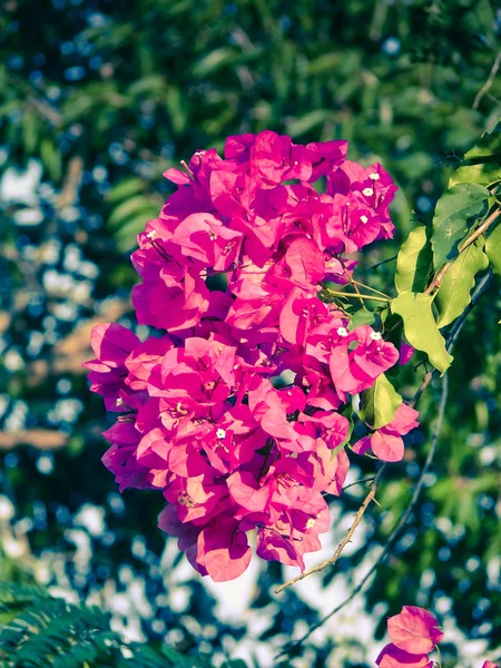 Flowers of Bougainvillea — Stock Photo, Image