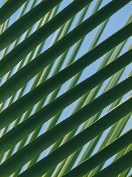 绿色的椰子叶背面光在早晨 — 图库照片