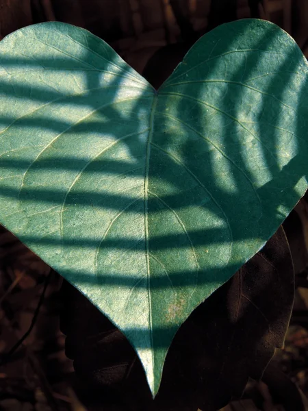 Blad van zoete aardappel, Ipomoea batatas — Stockfoto