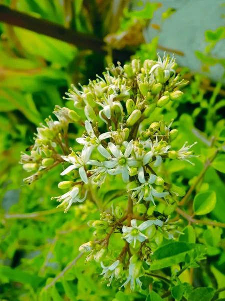 Flower of Curry Leaf, Murraya Koenigii — Stock Photo, Image