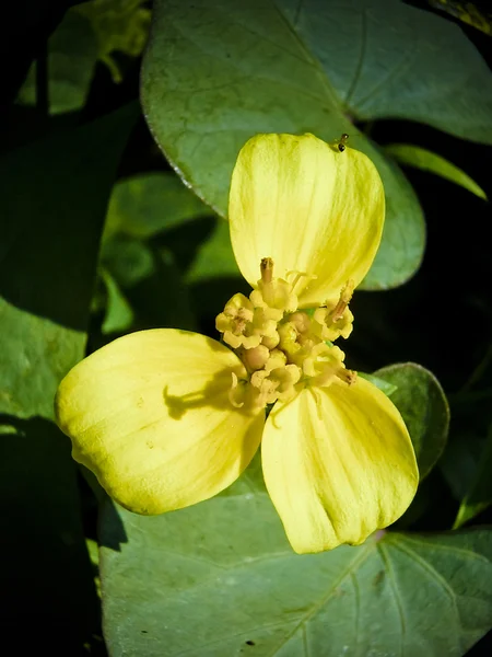 Цветок семян пряника — стоковое фото