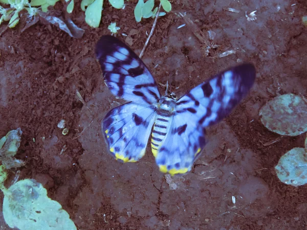 Polilla Tigre Azul Dysphania Percota Hexapoda Lepidoptera Geometridae — Foto de Stock
