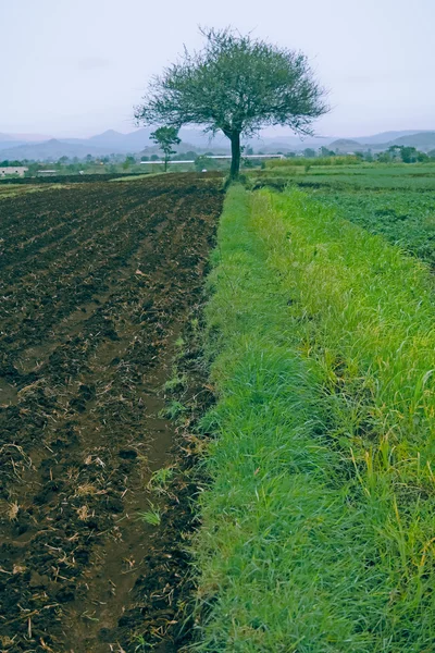 Посевные Поля Сельскохозяйственные Угодья — стоковое фото