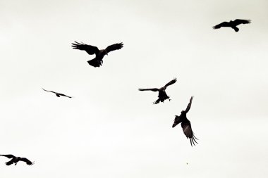 House crows, Corvus Splendens are in Flight, Pune, Maharashtra, India