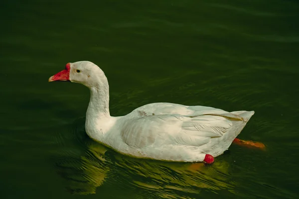 Patos Domésticos Anas Platyrhynchos Domestica Nadando Uma Lagoa Pune Maharashtra — Fotografia de Stock