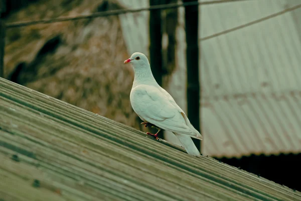 Colombe Blanche Columba Livia Pigeon Blanc Inde — Photo